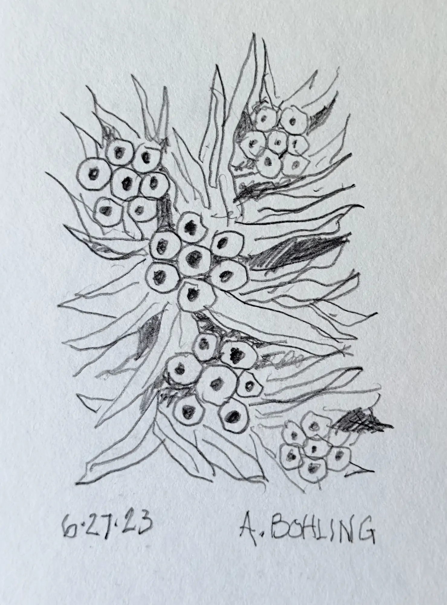 31
