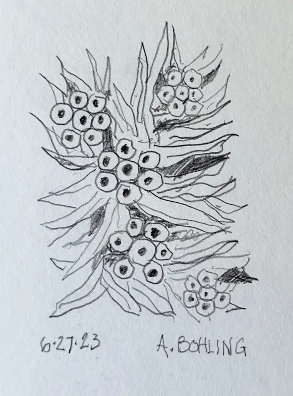 31