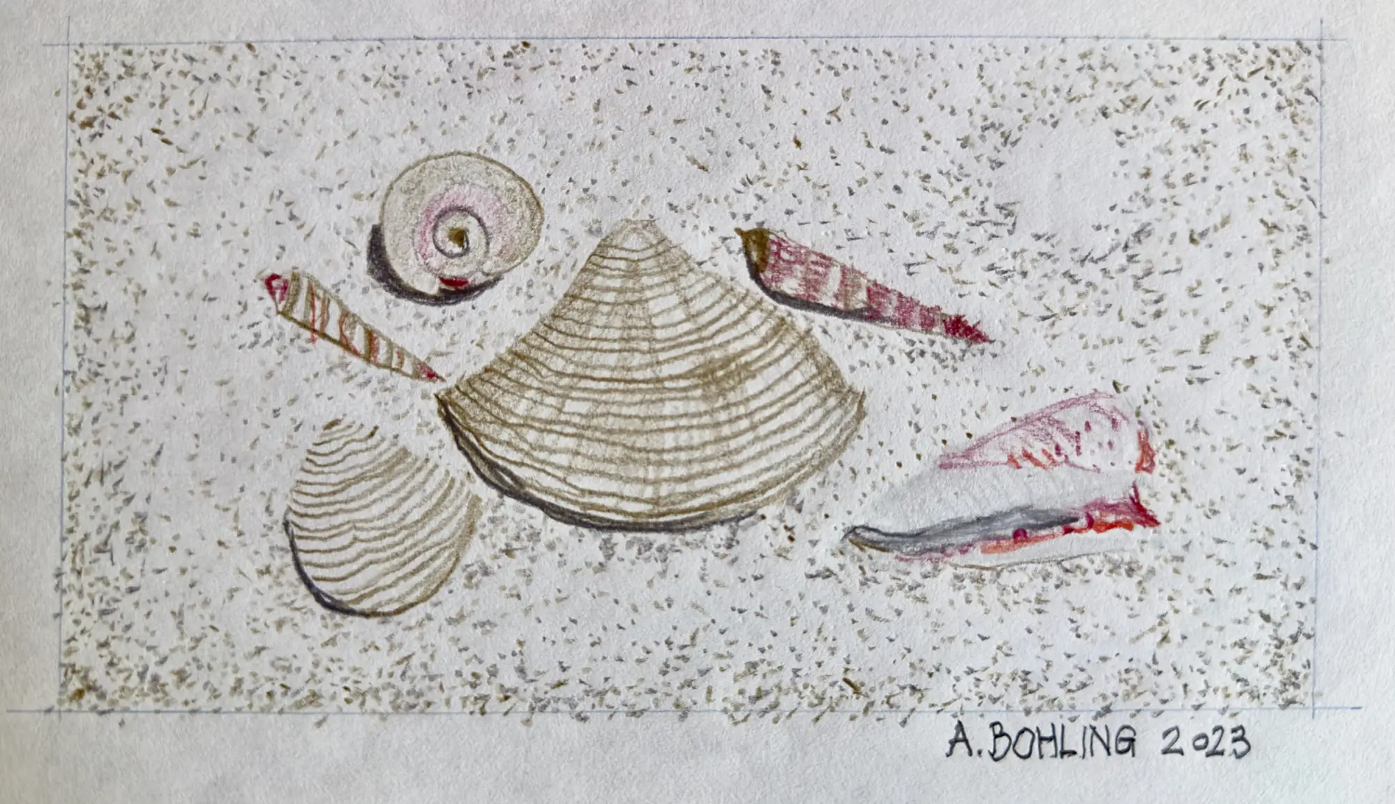 Beach Shells, Gulf of Mexico    2023