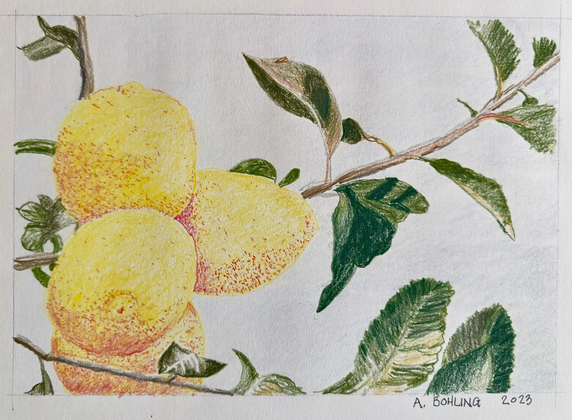 Lemon Tree Destin, Florida    2023