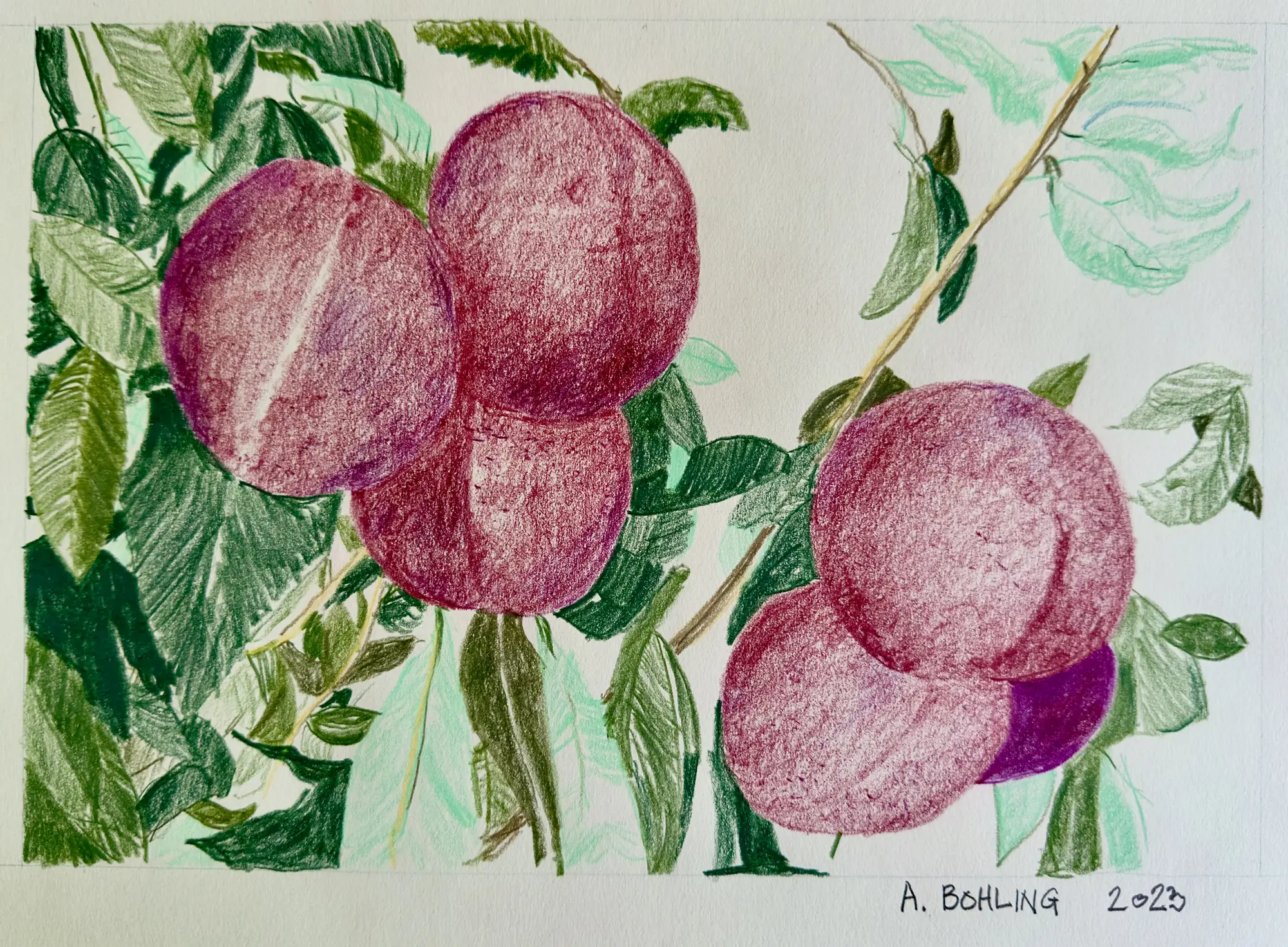Plum Tree    2023