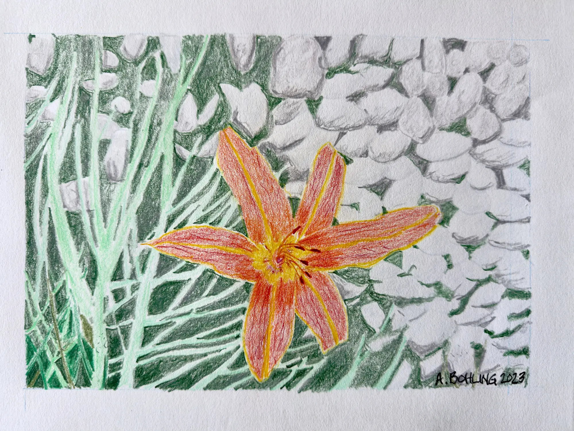Daylily