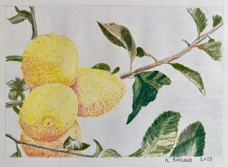 Lemon Tree Destin, Florida    2023
