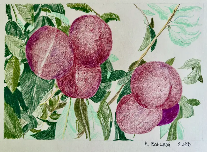 Plum Tree    2023