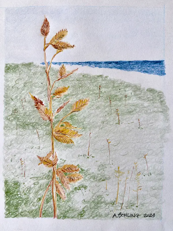 Sea Oats II
