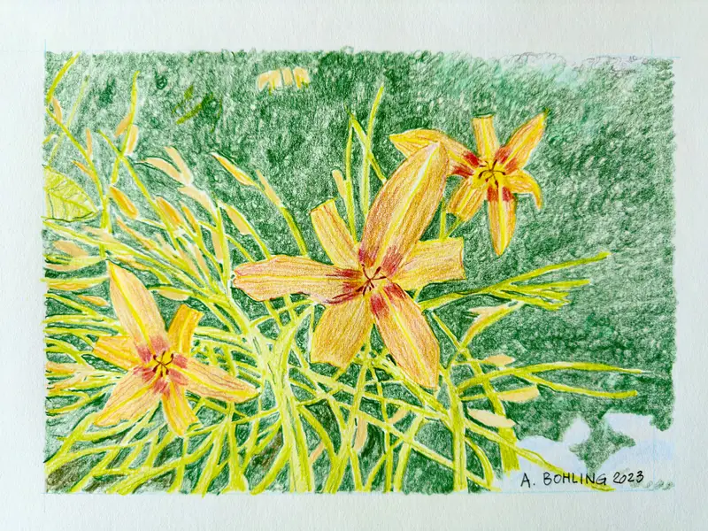 Daylilies