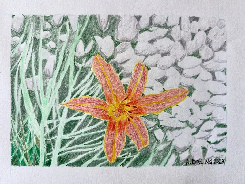 Daylily