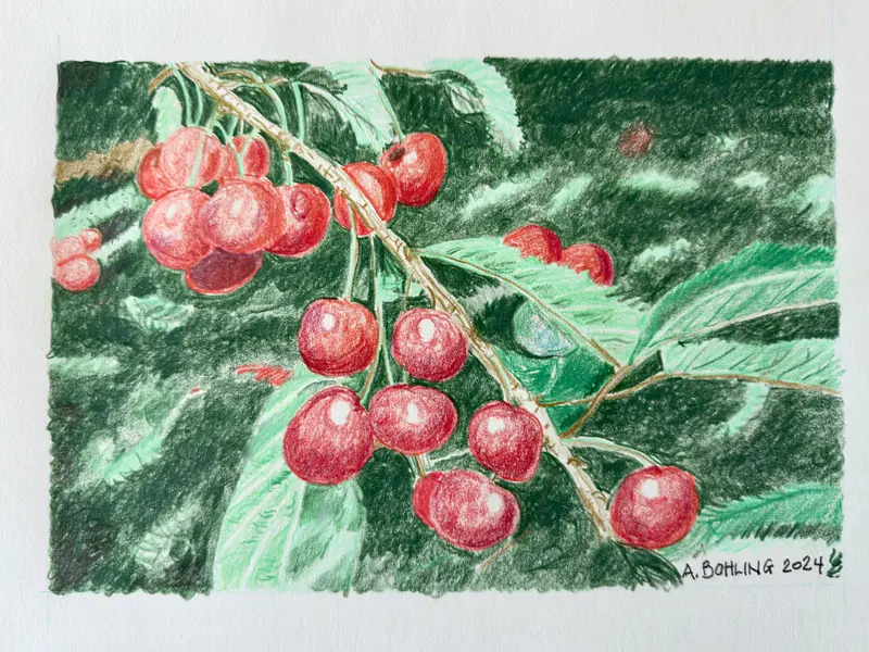 Cherries