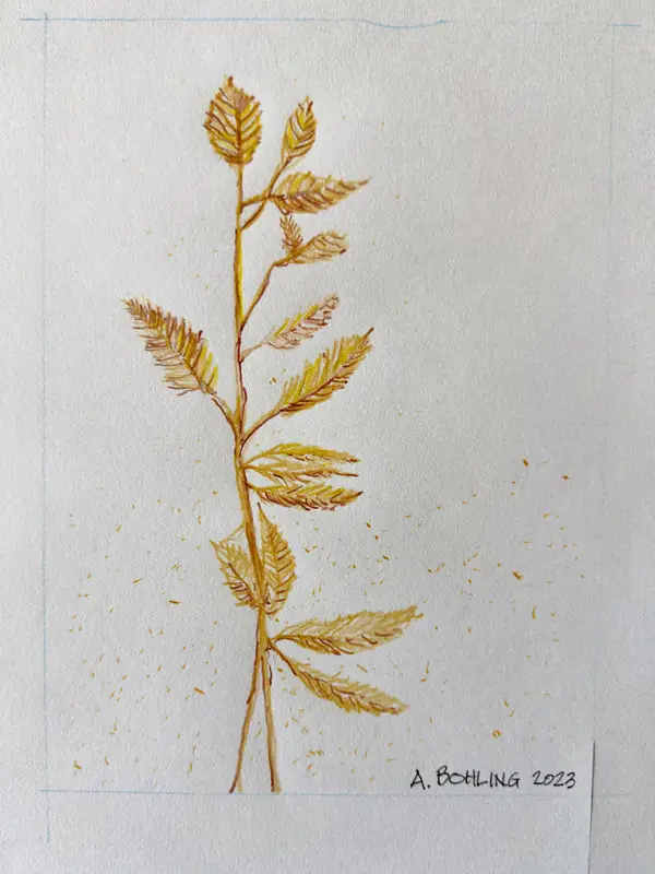 Sea Oats 1